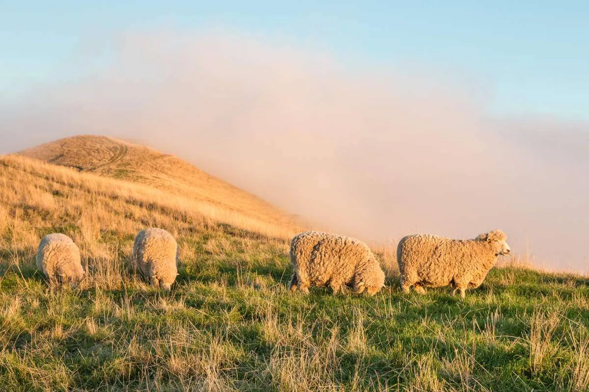 flock of merino sheep grazing on grassy hill at sunset