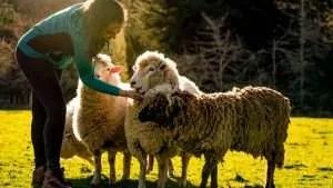 woman feeding Merino sheep