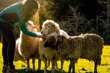 woman feeding Merino sheep