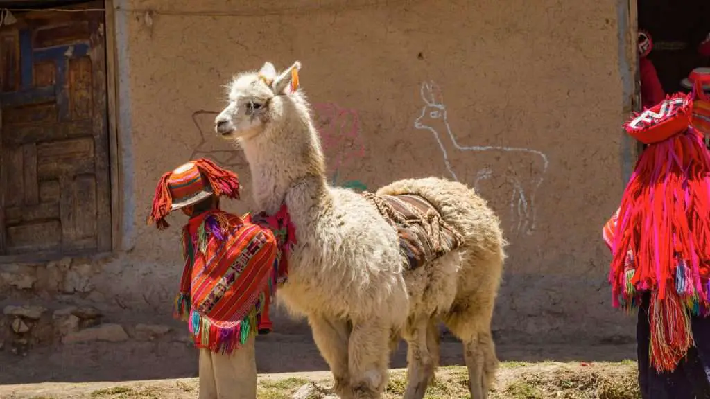 Alpaca and Kid in Peru