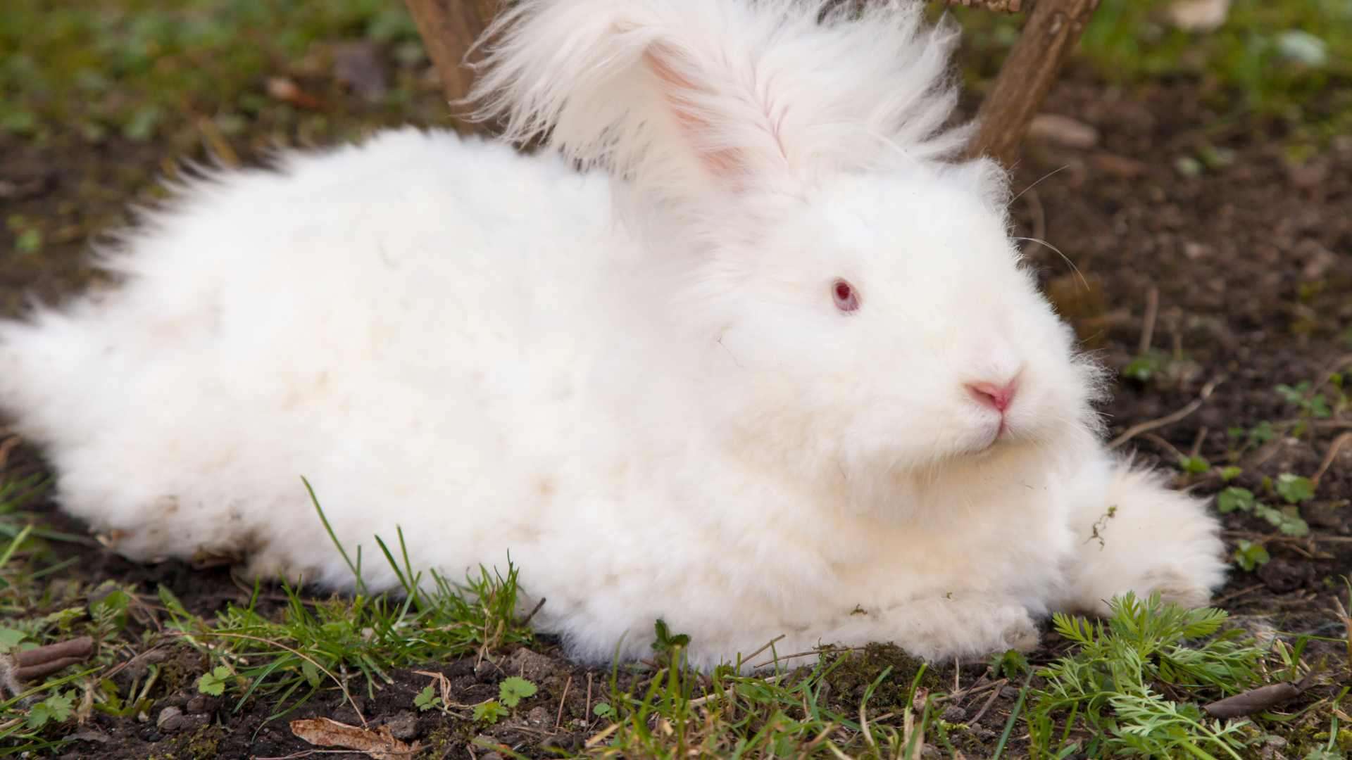 Can angora production ever be ethical?, Animal welfare