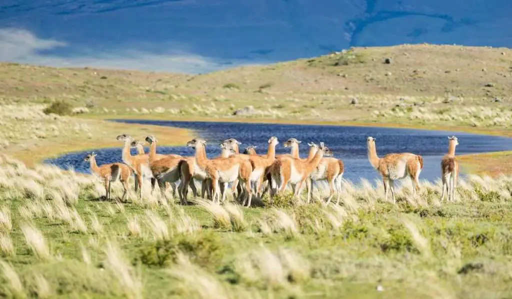 Herd of Guanacos - Chile