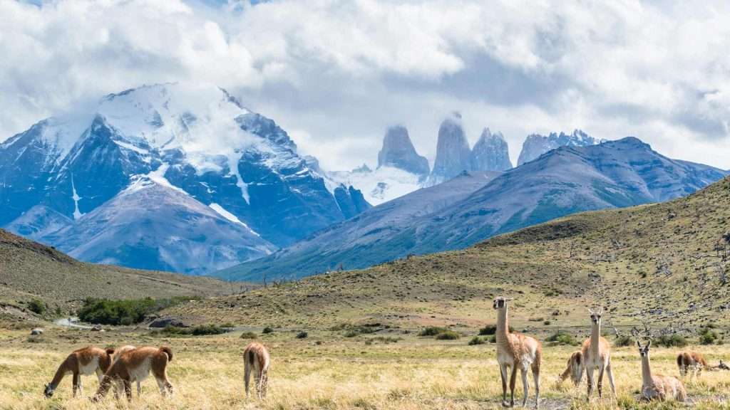 Herd of Guanacos - in Torres del Paine