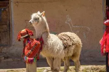 Kid and Alpaca in Huilloc andean town cusco peru