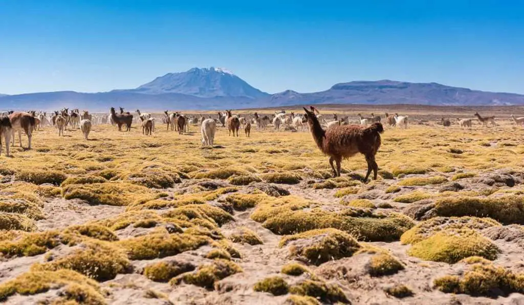 LLamas and Alpacas in Peru