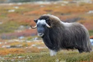 Musk Ox - Featured