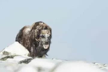 Musk Ox in Winter