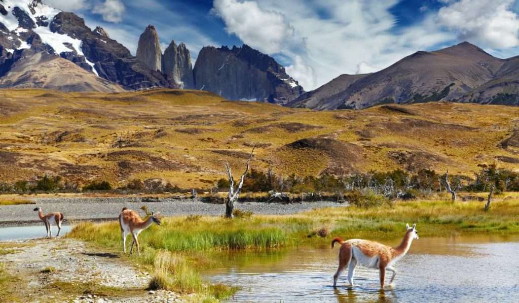 Torres del Paine Patagonia – Chile – Vicuñas in the Wild