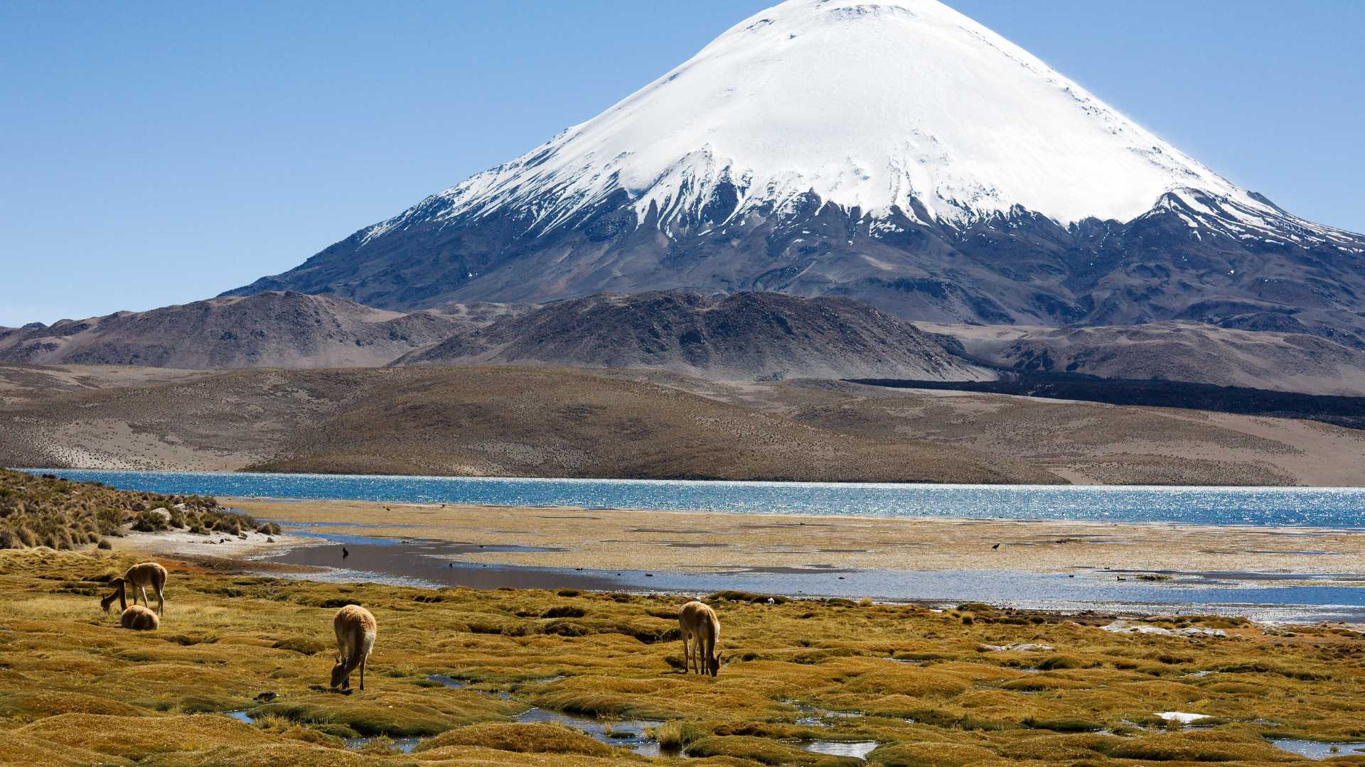 The Ultimate Guide to Observing Vicuñas in Their Natural Habitat: Top ...