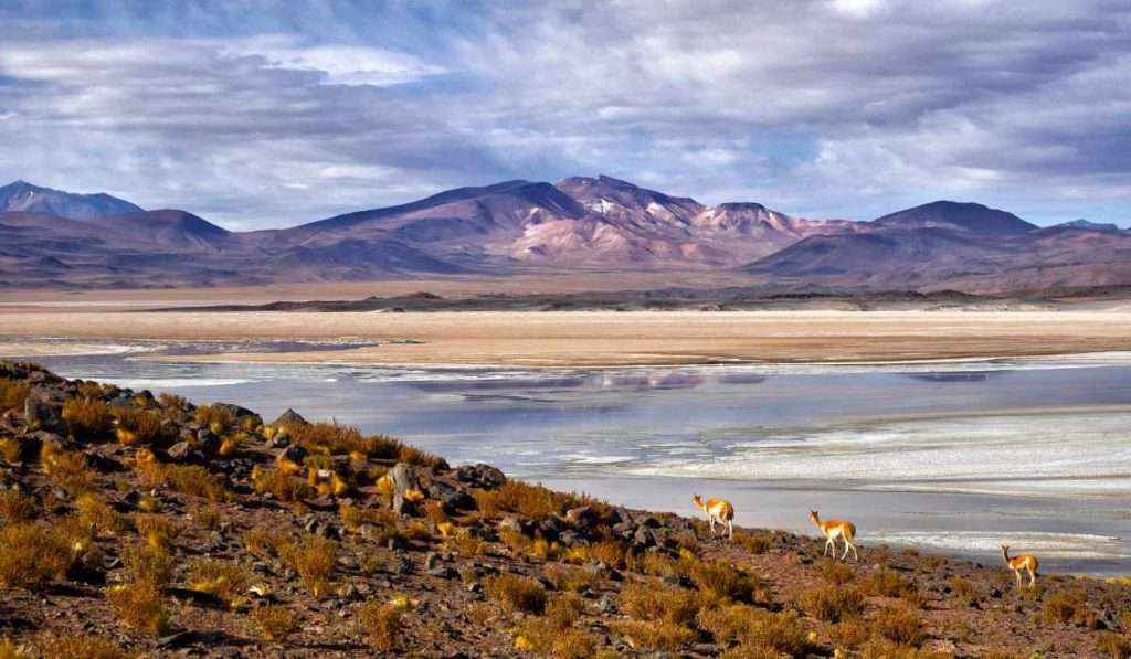 Vicunas in the high-desert landscapes of the Atacama