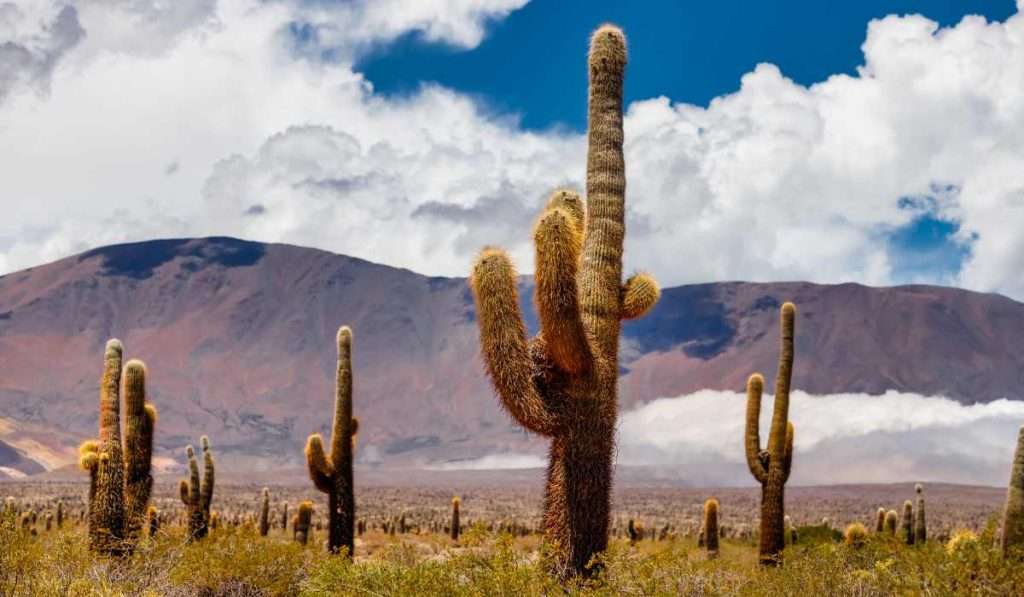 Giant Cacti in Los-Cardones-National-Park in Salta-Argentina