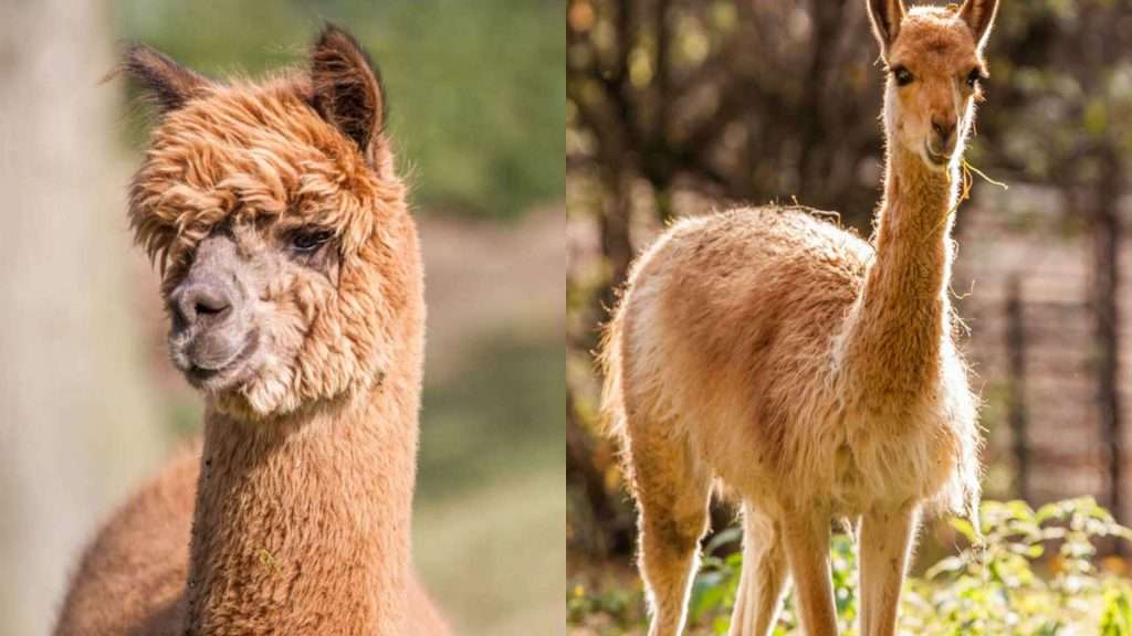 Alpaca vs Vicuna
