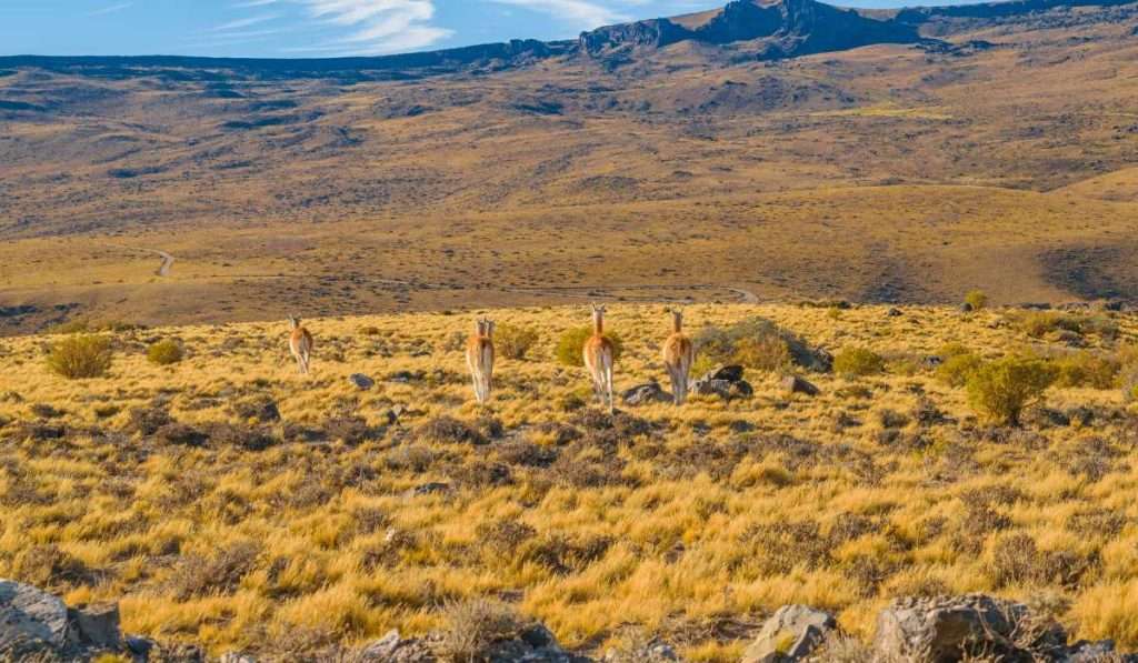 Group of Vicunas in Patagonia unique Landscape