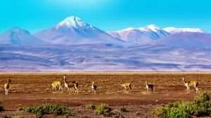 Scenic Landscape - Vicunas at High Altiplao Bolivia