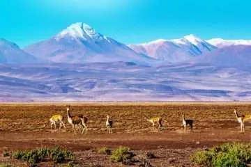 Scenic Landscape - Vicunas at High Altiplao Bolivia