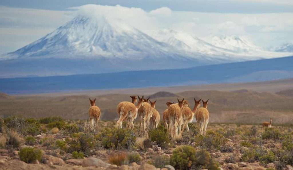 Vicuans - - Altiplano
