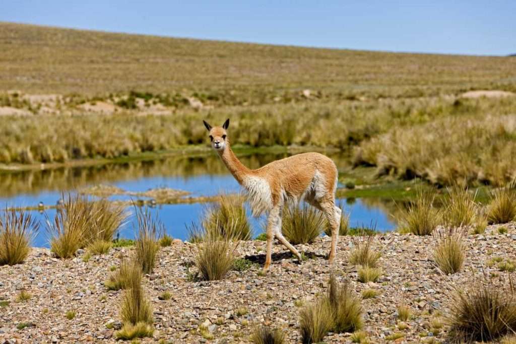 Vicuna at Pampa-Galeras-National-Reserve, Peru