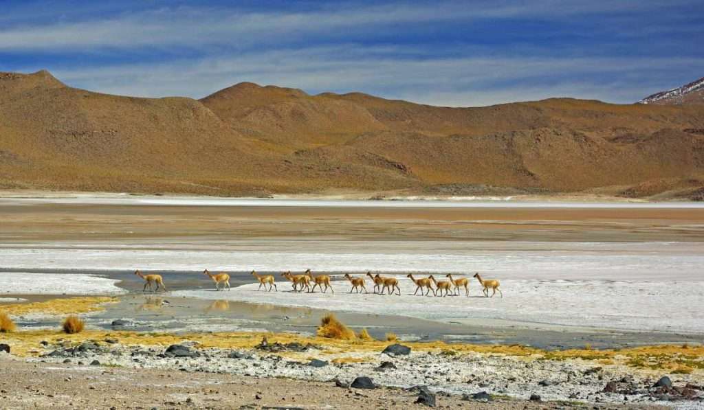 Vicunas at High Altitude - Altiplano Desert