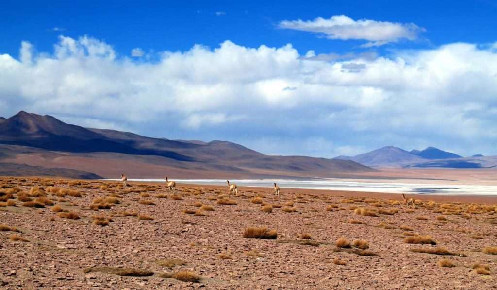 Vicunas running through Altiplano Desert