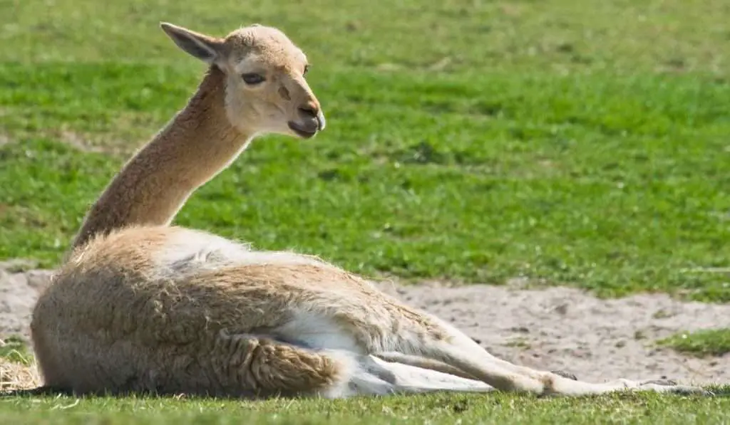 Young Vicuna